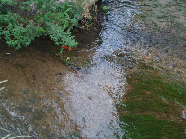 老家的小溪作文