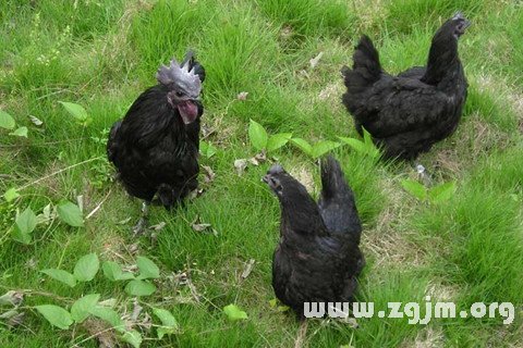 �μ��ڼ���ʲô��˼