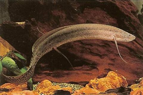 �μ����ְ�ס����ʲô��˼