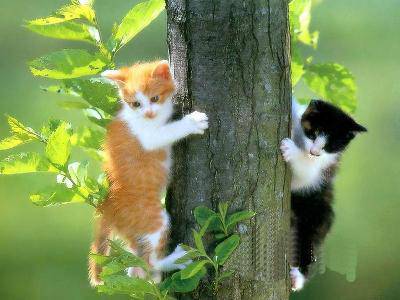 班级共读:“猫”;日有所诵:“认识蔬菜”作文