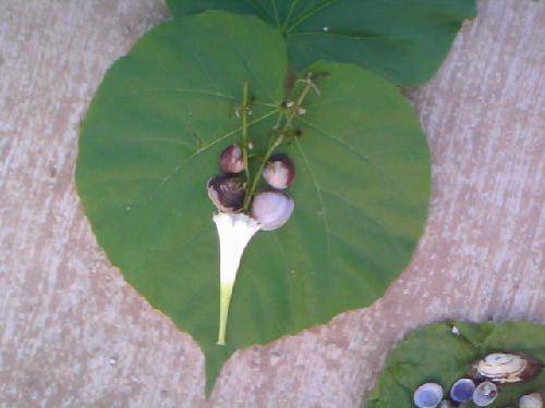 河边乐事(女儿篇)作文