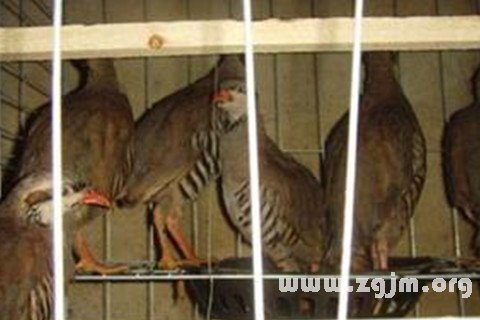 �μ�������ʲô��˼