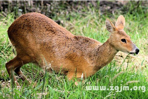 �μ����ʲô��˼