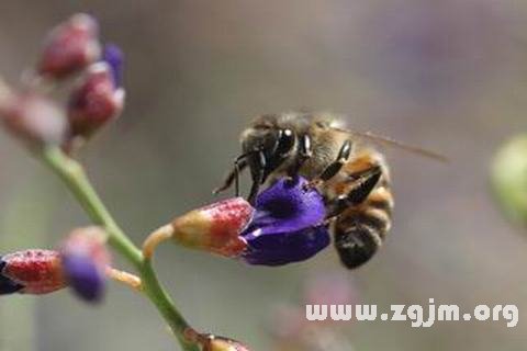 �μ��۷���ʲô��˼