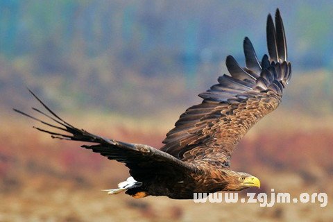 �μ�����ʲô��˼