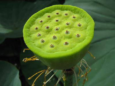 看荷花(图)作文