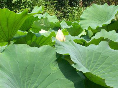 看荷花(图)作文