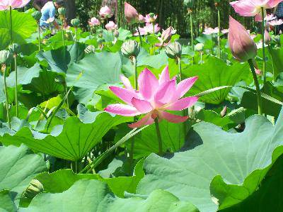 看荷花(图)作文