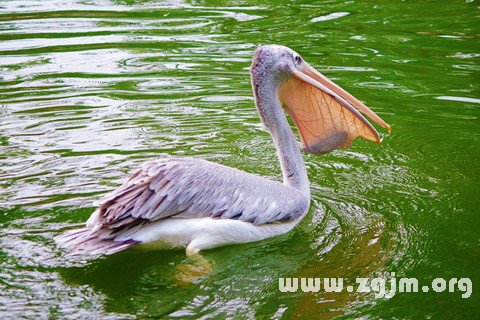 �μ�������ʲô��˼