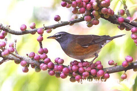 �μ�Ϸȸ��ʲô��˼