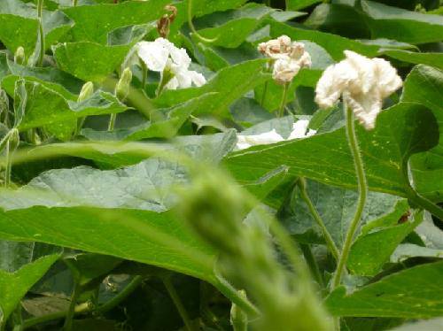 我的观察日记之“丫丫葫芦”作文