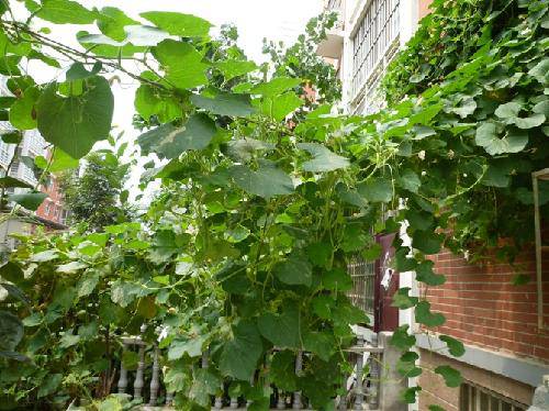 我的观察日记之“丫丫葫芦”作文