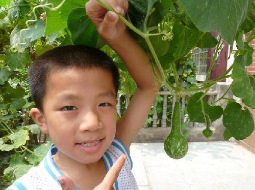 我的观察日记之“丫丫葫芦”作文