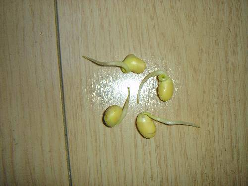 观察黄豆发芽过程的日记作文