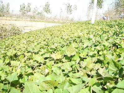 我郊游,我收获;我野炊,我快乐 ——小记第八期家庭联合读书活动(附照片)作文