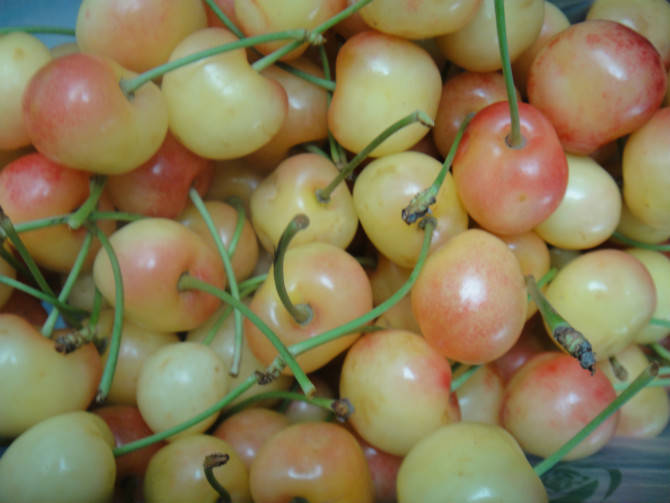 四川旅游之走进藏家 作文