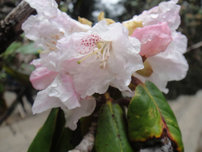 四川旅游之黄龙美景作文