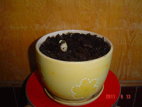 ��ѧ�۲��ռǣ��������ӷ�����(��)����