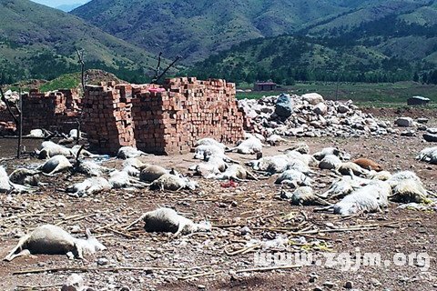 梦见死羊是什么意思