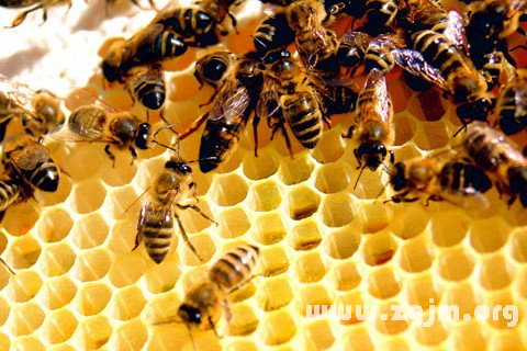 �μ���Ⱥ��ʲô��˼