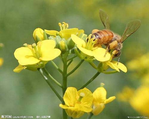 送你一片金黄作文