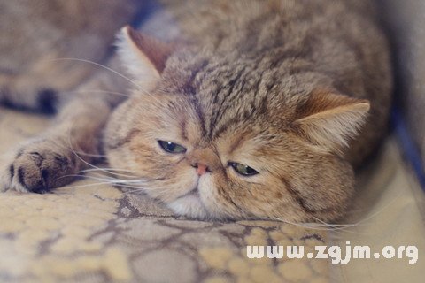 梦见懶惰是什么意思