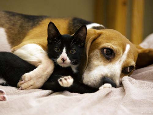 60个出自文学的经典名字