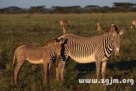 �μ�Ұ��������ʲô��˼