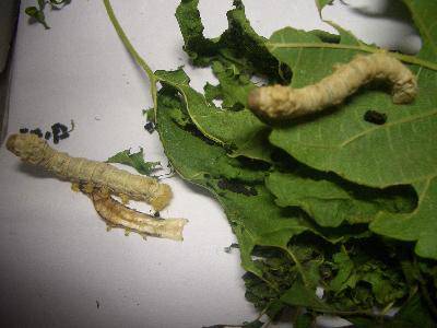 养蚕记——之十作文