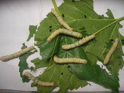 养蚕记——之十作文