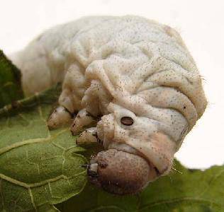 养蚕记——之十作文