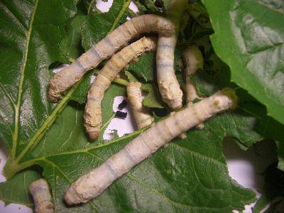 养蚕记——之十作文