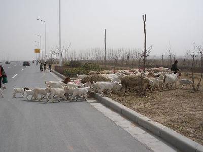 陪儿子暴走开封作文