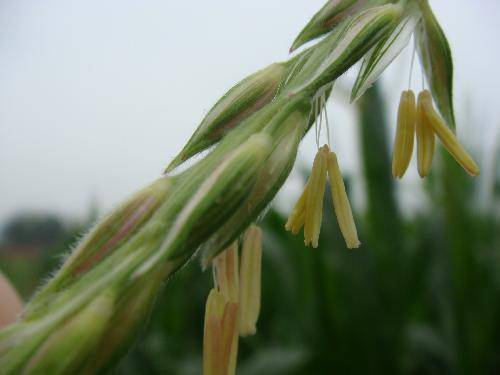 田 野 的 变 化作文