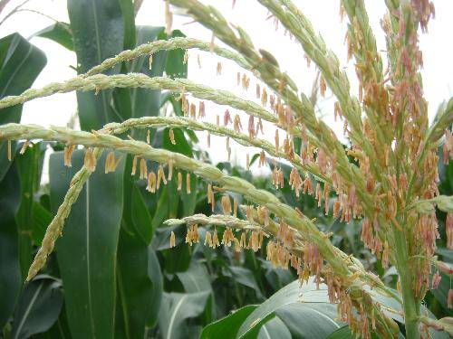 田 野 的 变 化作文