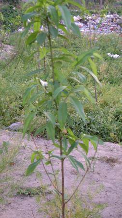 春天的田野作文