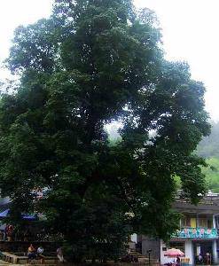 美丽的重渡沟作文