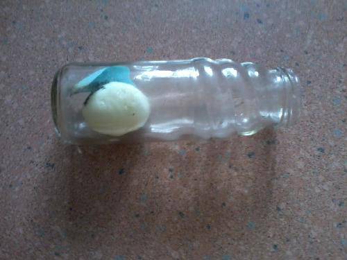 会“吞”鸡蛋的瓶子作文