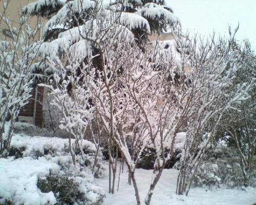 美丽的雪世界作文