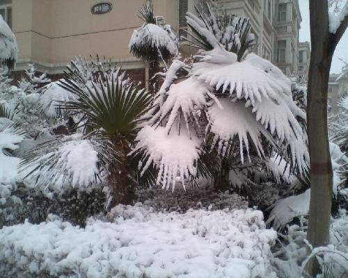 美丽的雪世界作文