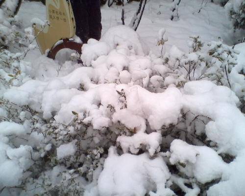 美丽的雪世界作文