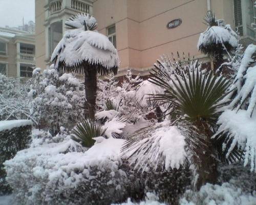 美丽的雪世界作文