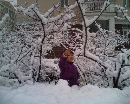 美丽的雪世界作文