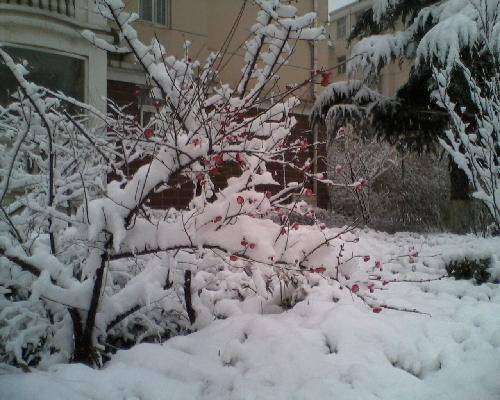 美丽的雪世界作文