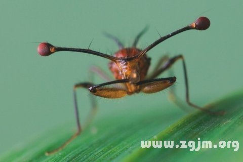 �μ�ͷ������ʲô��˼