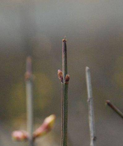 迎春花的一生【绘本版】作文