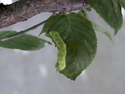 【自然科学】樱桃树上的小虫子?作文