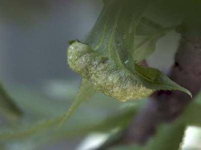 【自然科学】樱桃树上的小虫子?作文