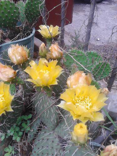 被一朵花感动作文