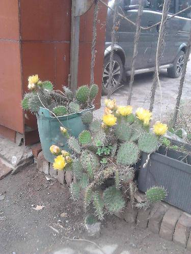 被一朵花感动作文